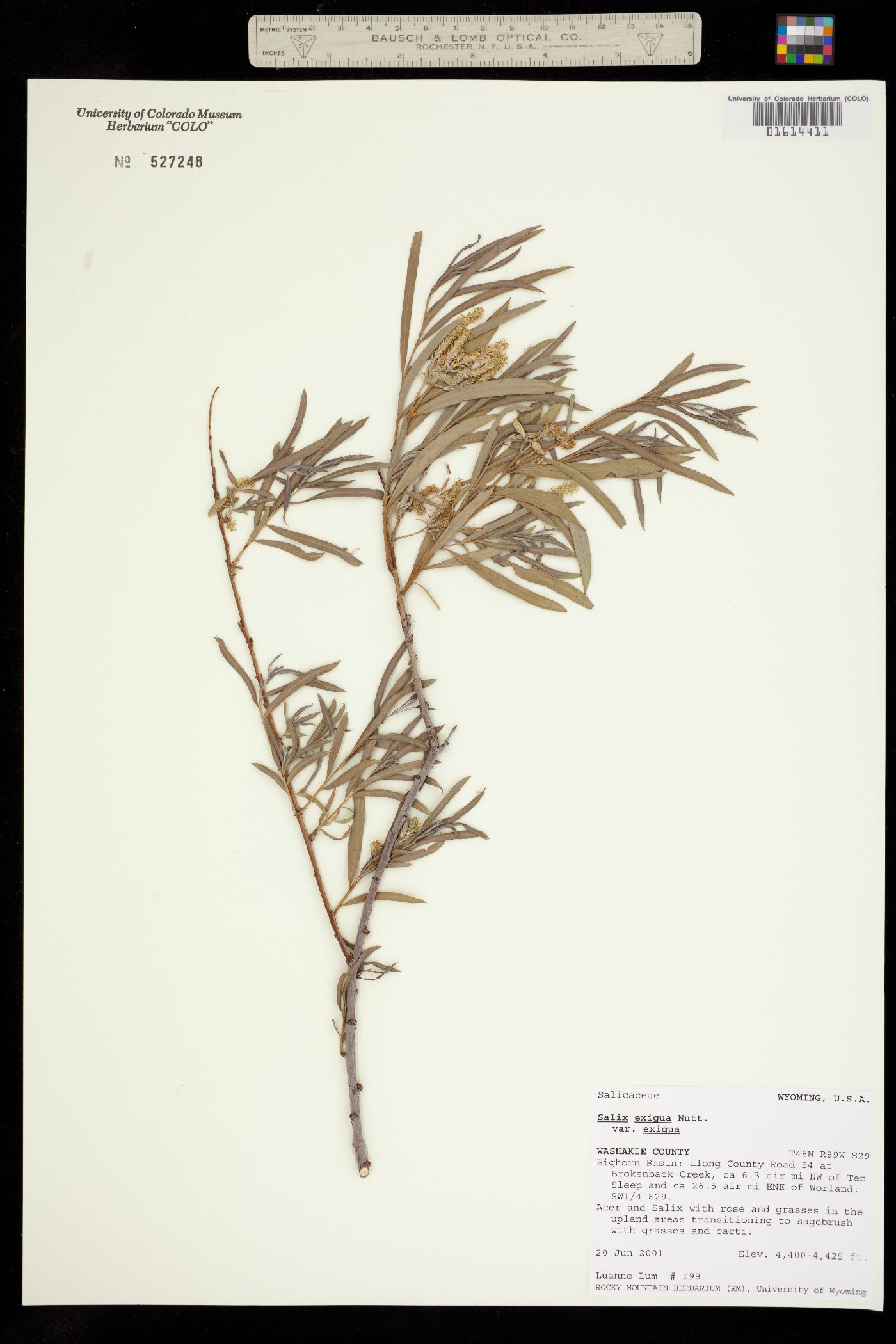 Salix exigua var. exigua image