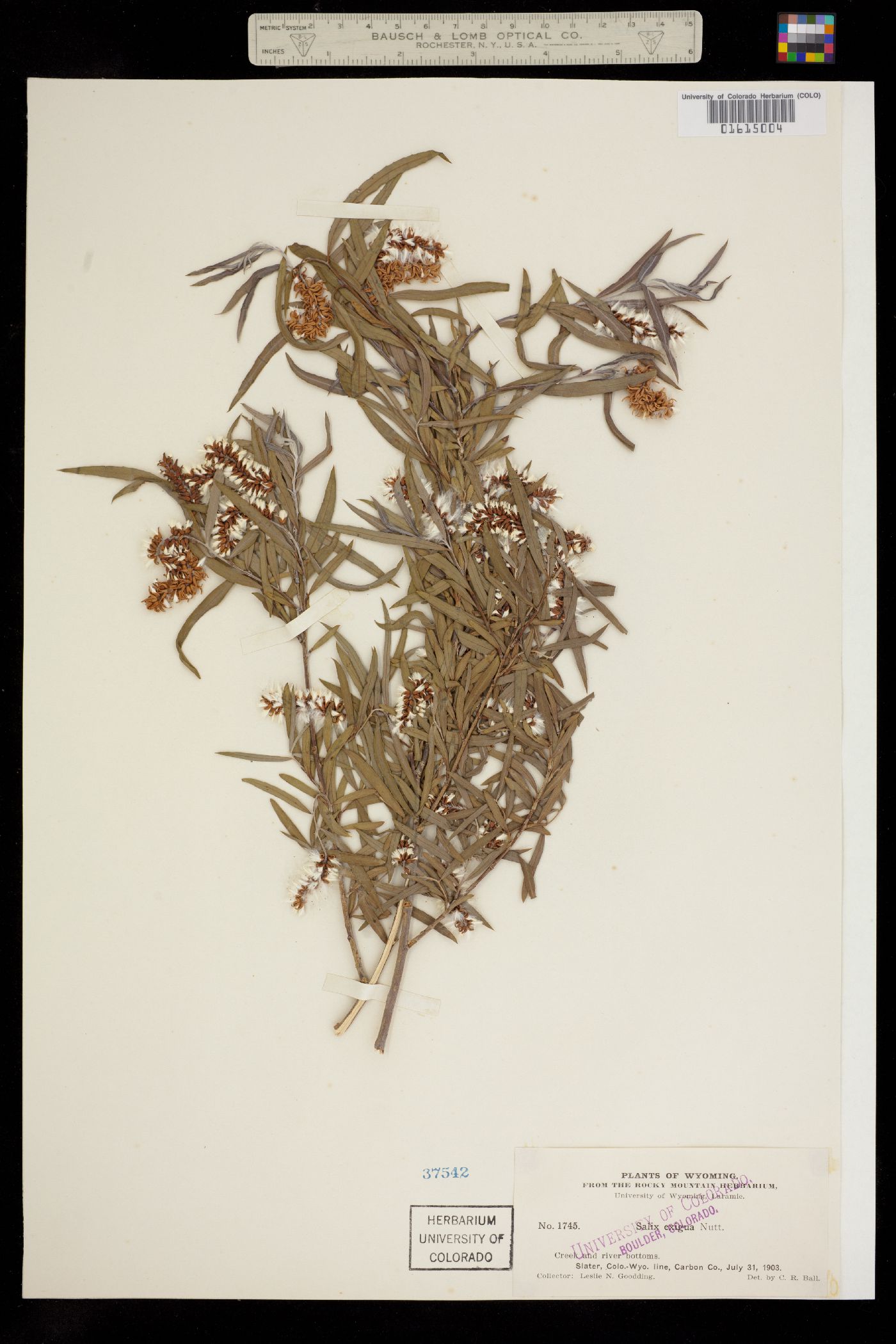 Salicaceae image