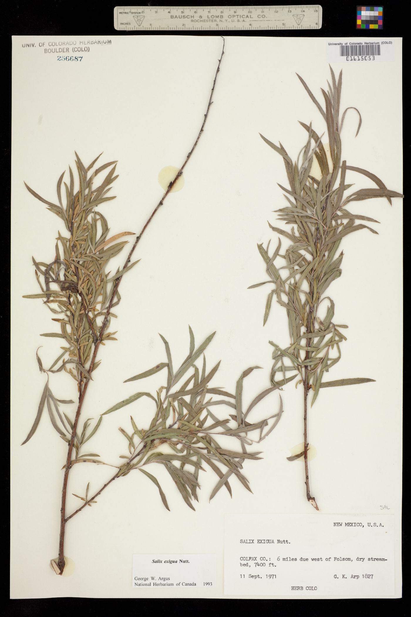 Salix exigua image