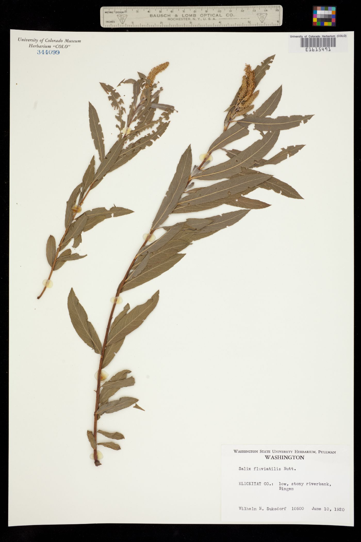 Salix fluviatilis image