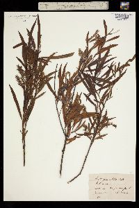 Salix fluviatilis image