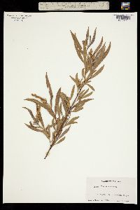 Image of Salix fluviatilis