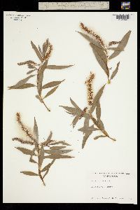 Salix fluviatilis image