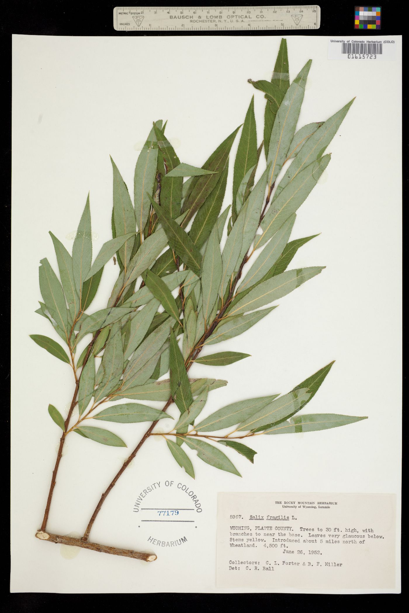 Salix fragilis image