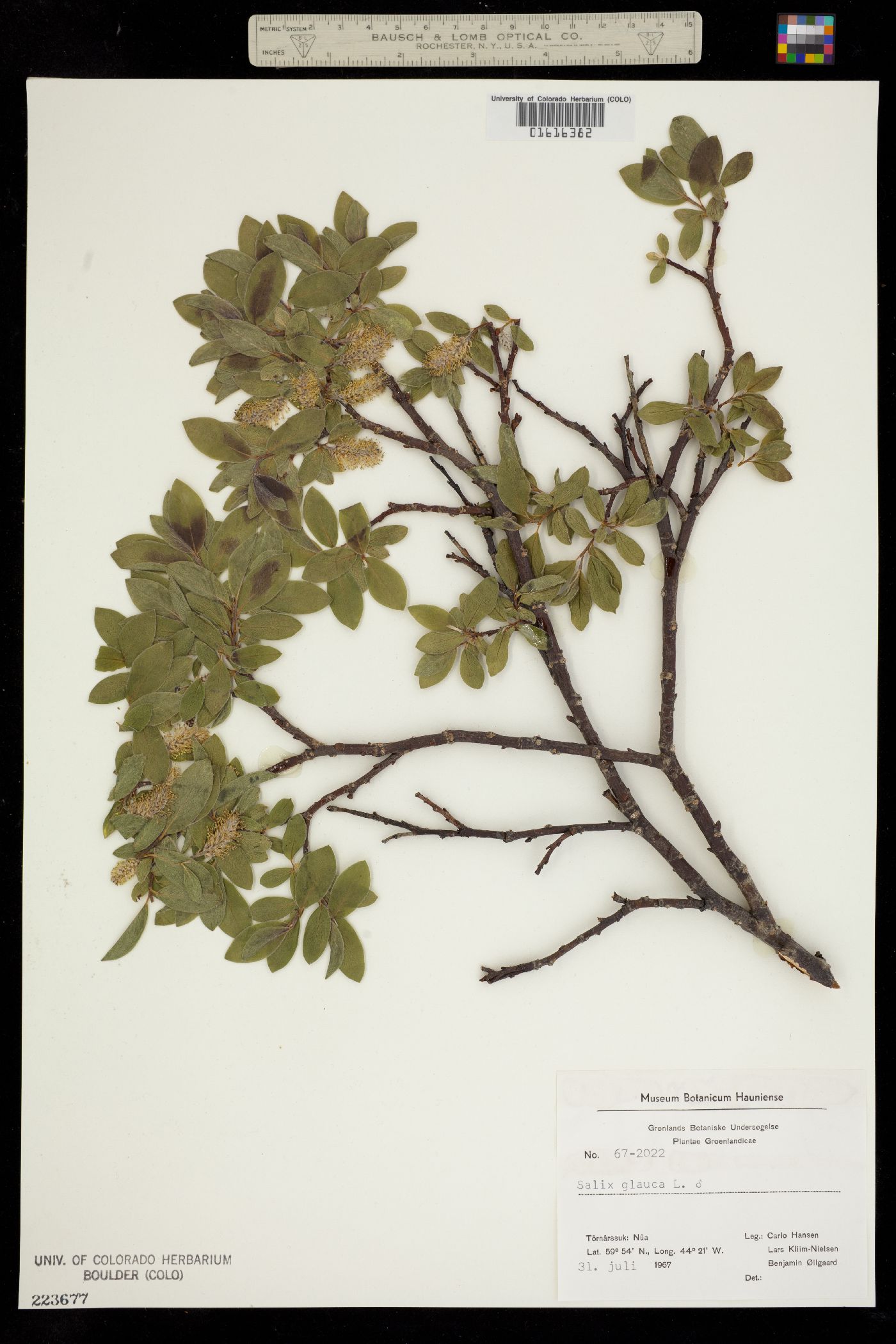 Salix glauca image