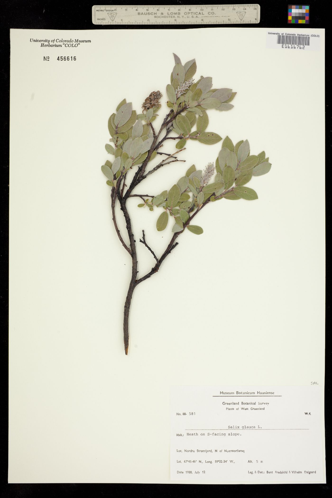 Salix image