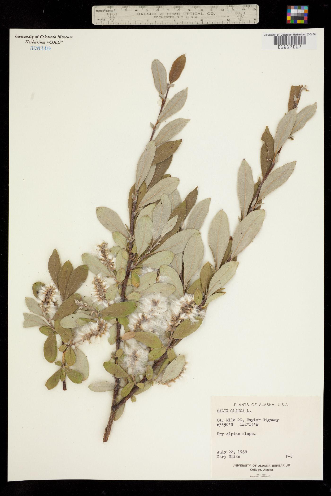 Salix glauca image