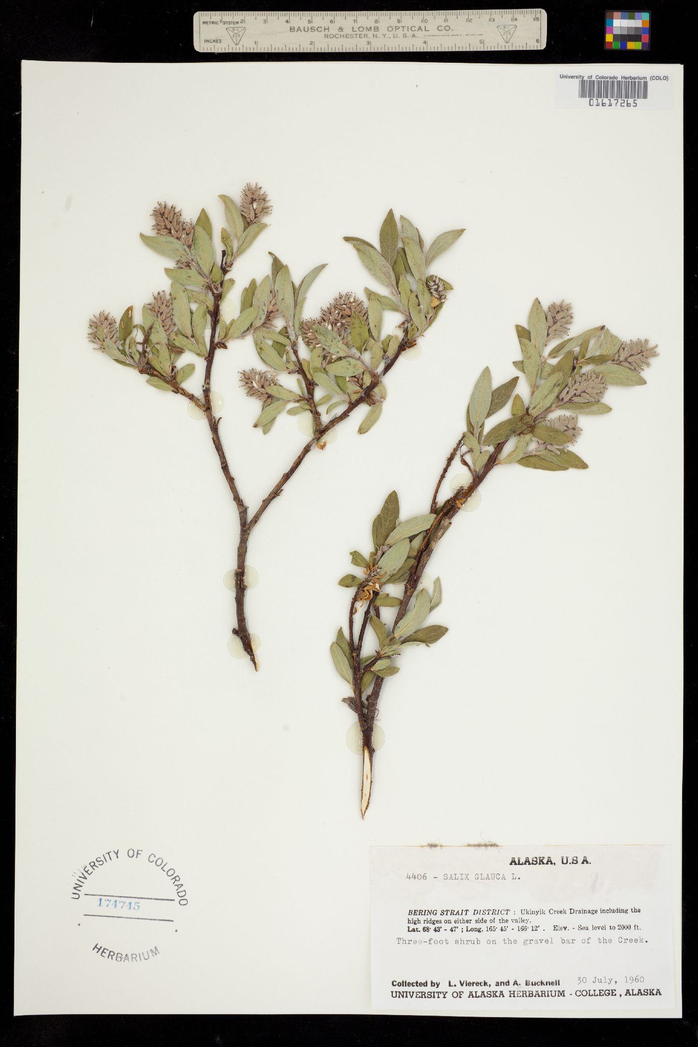Salix glauca image