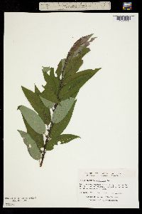 Image of Salix myricoides