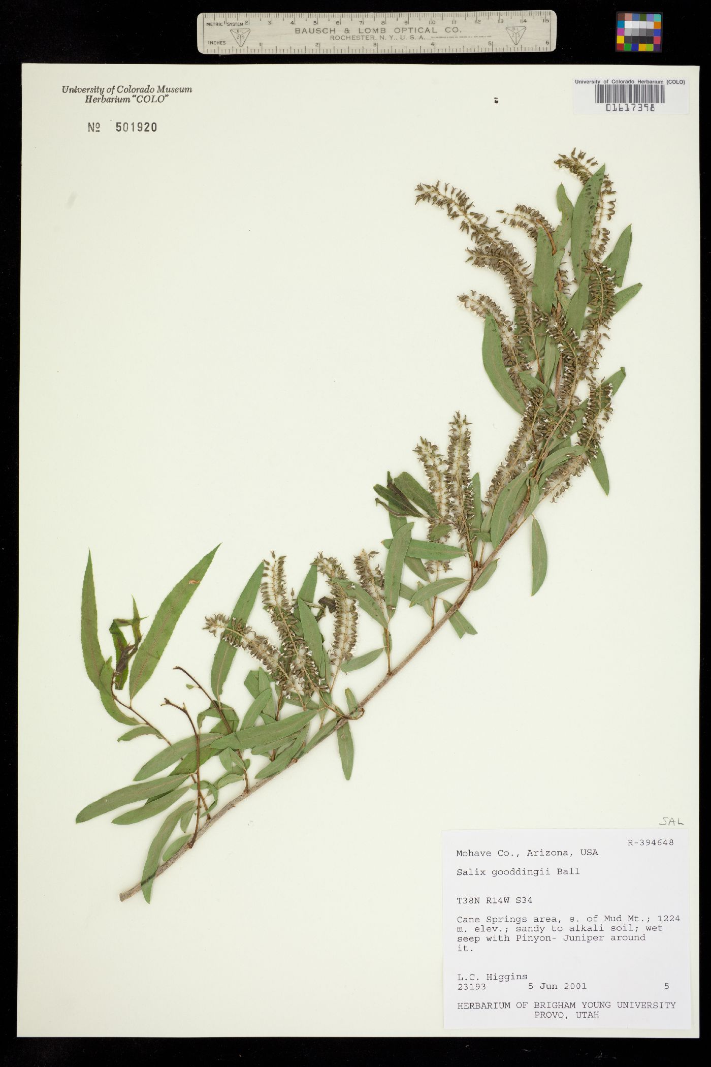Salix gooddingii image