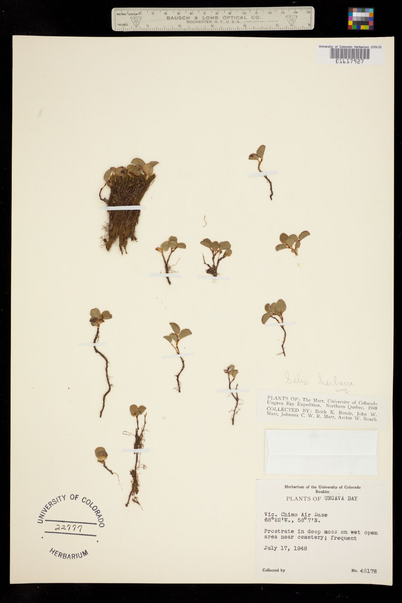 Salix herbacea image