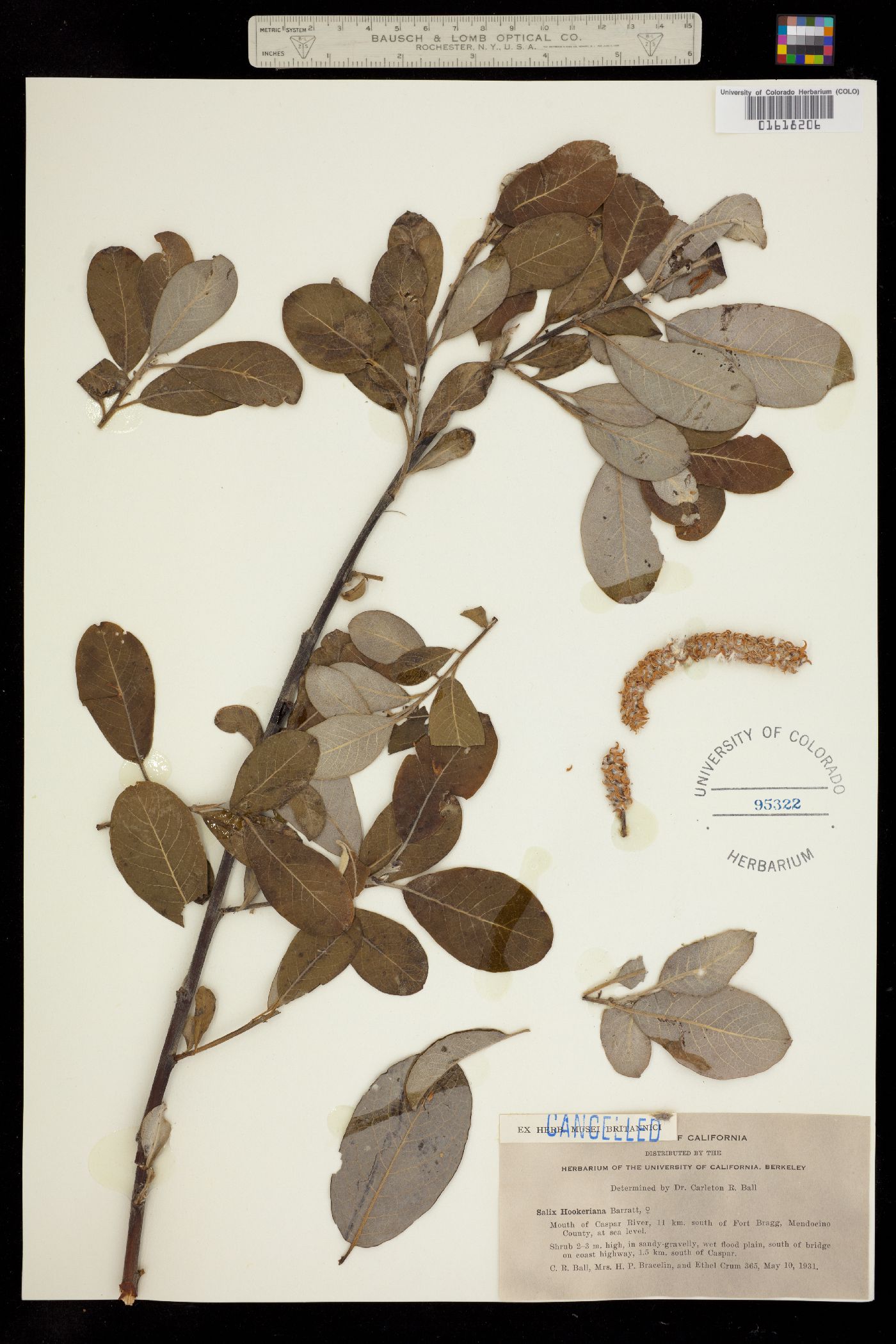 Salix hookeriana image