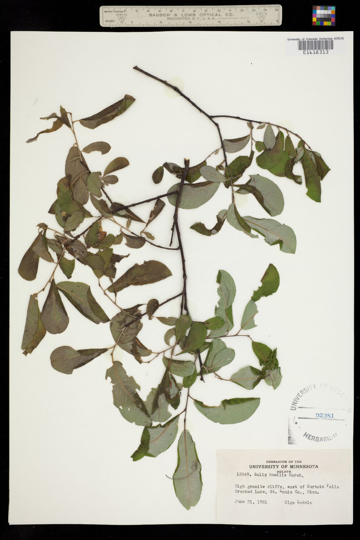 Salix humilis image