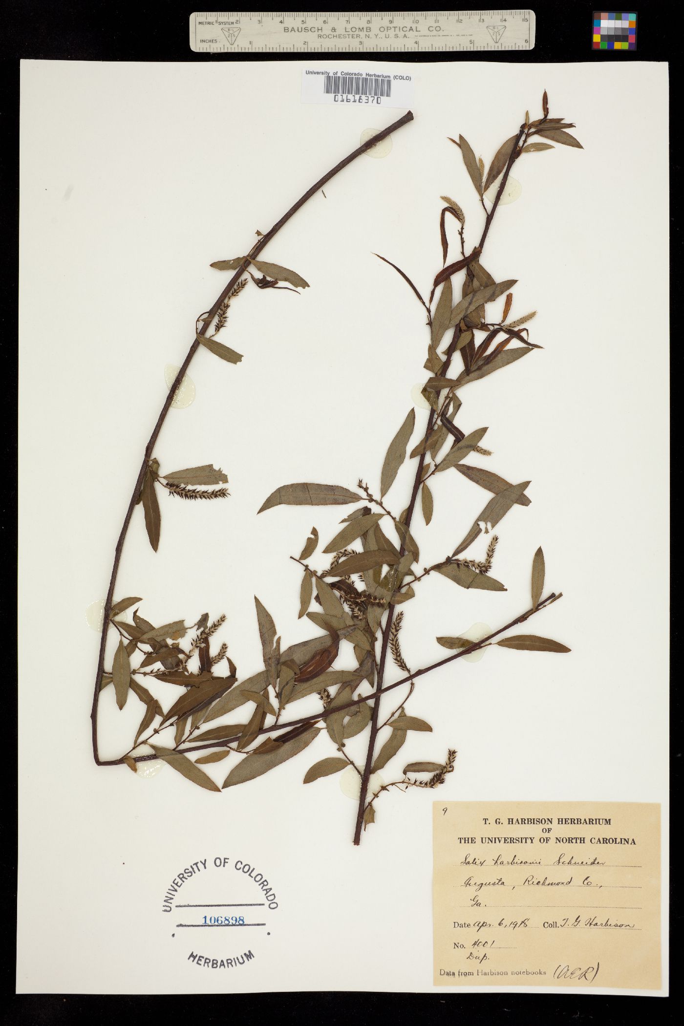 Salix harbisonii image