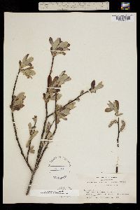 Image of Salix jepsonii