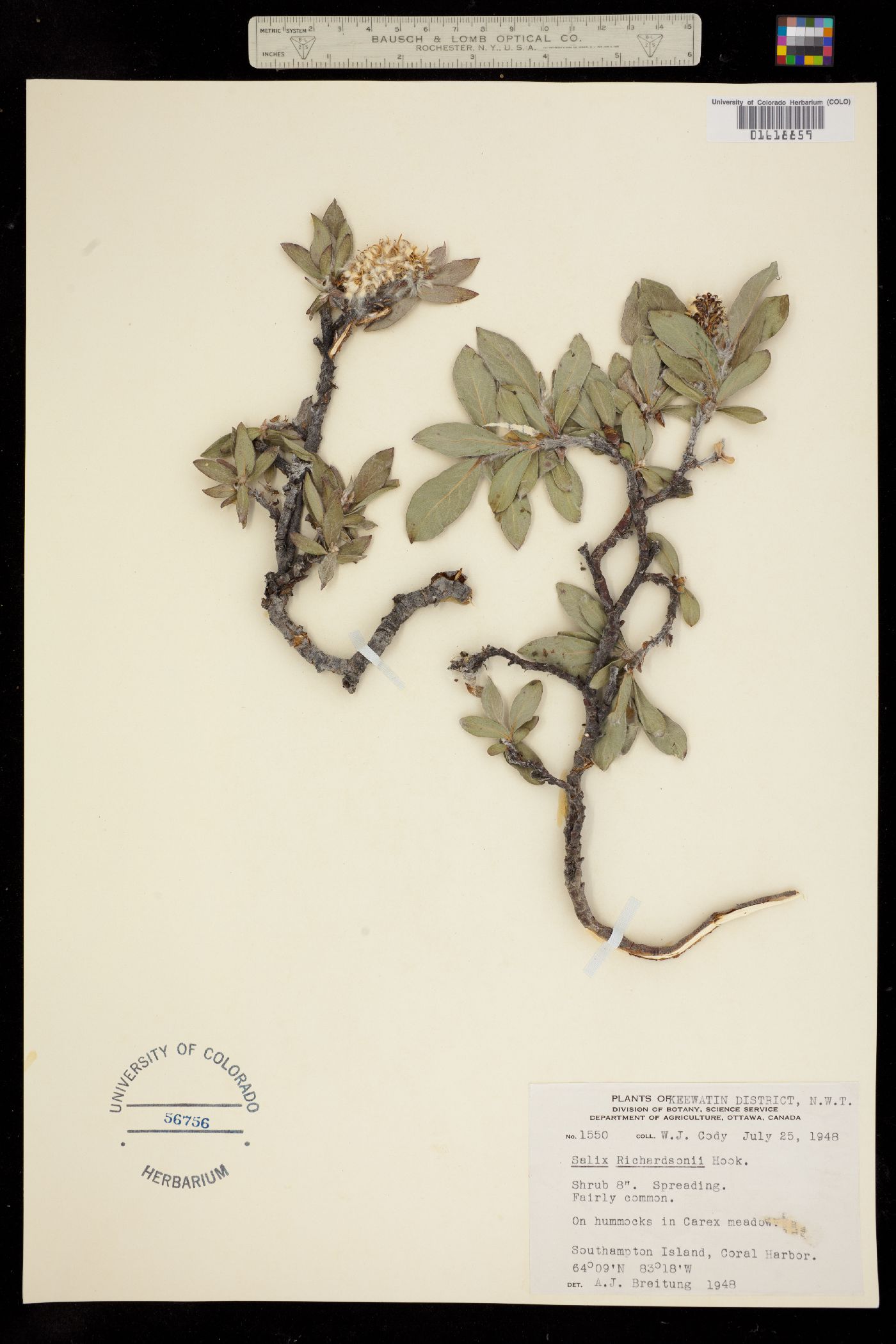 Salix lanata image