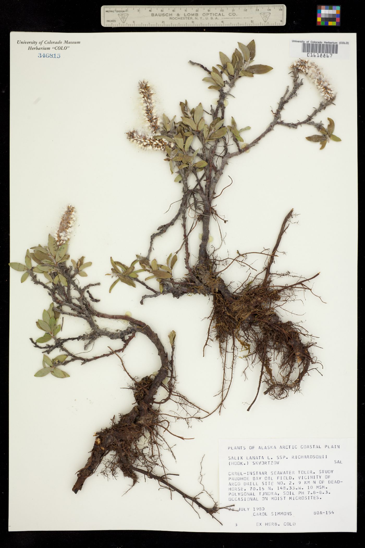 Salix richardsonii image