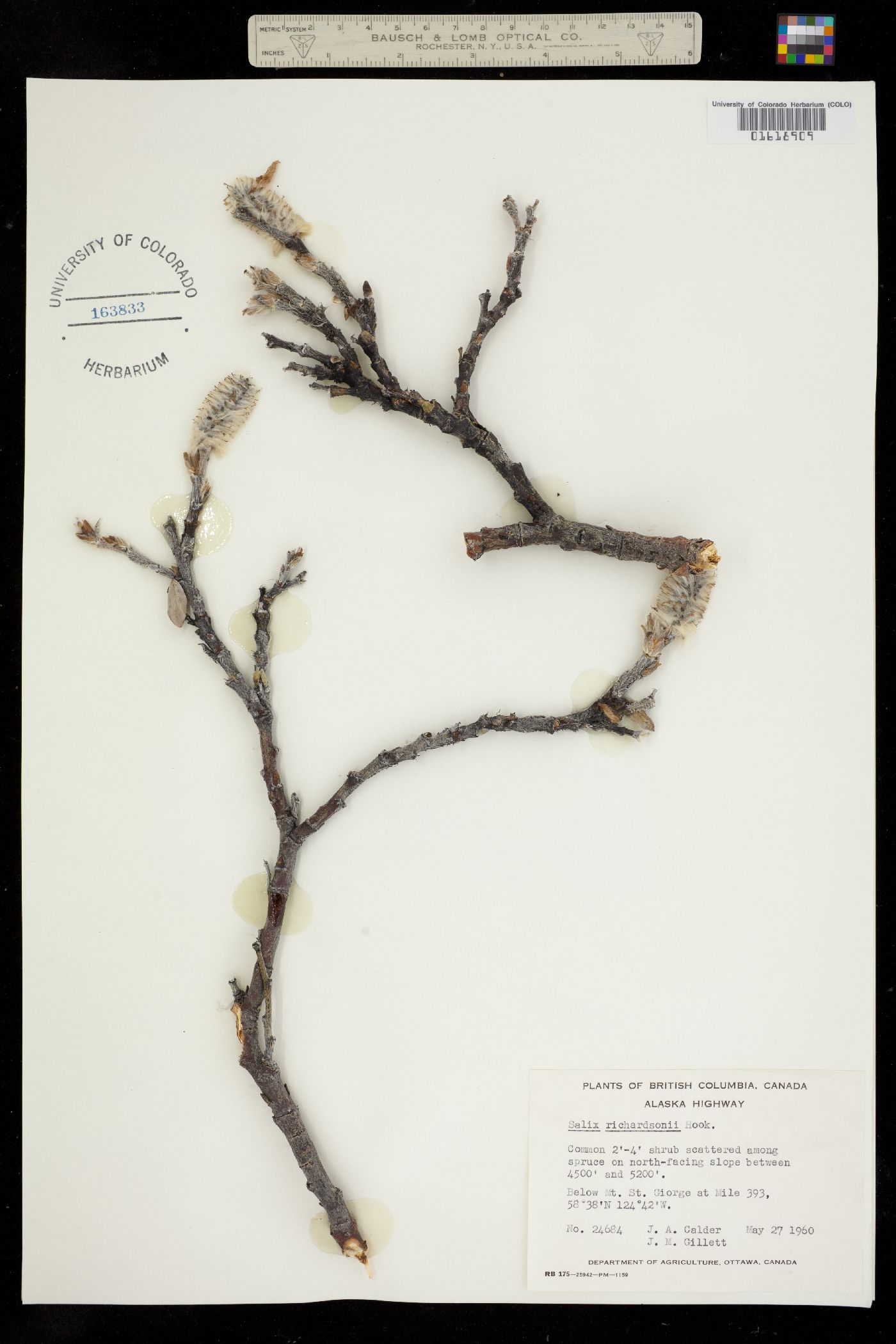 Salix richardsonii image