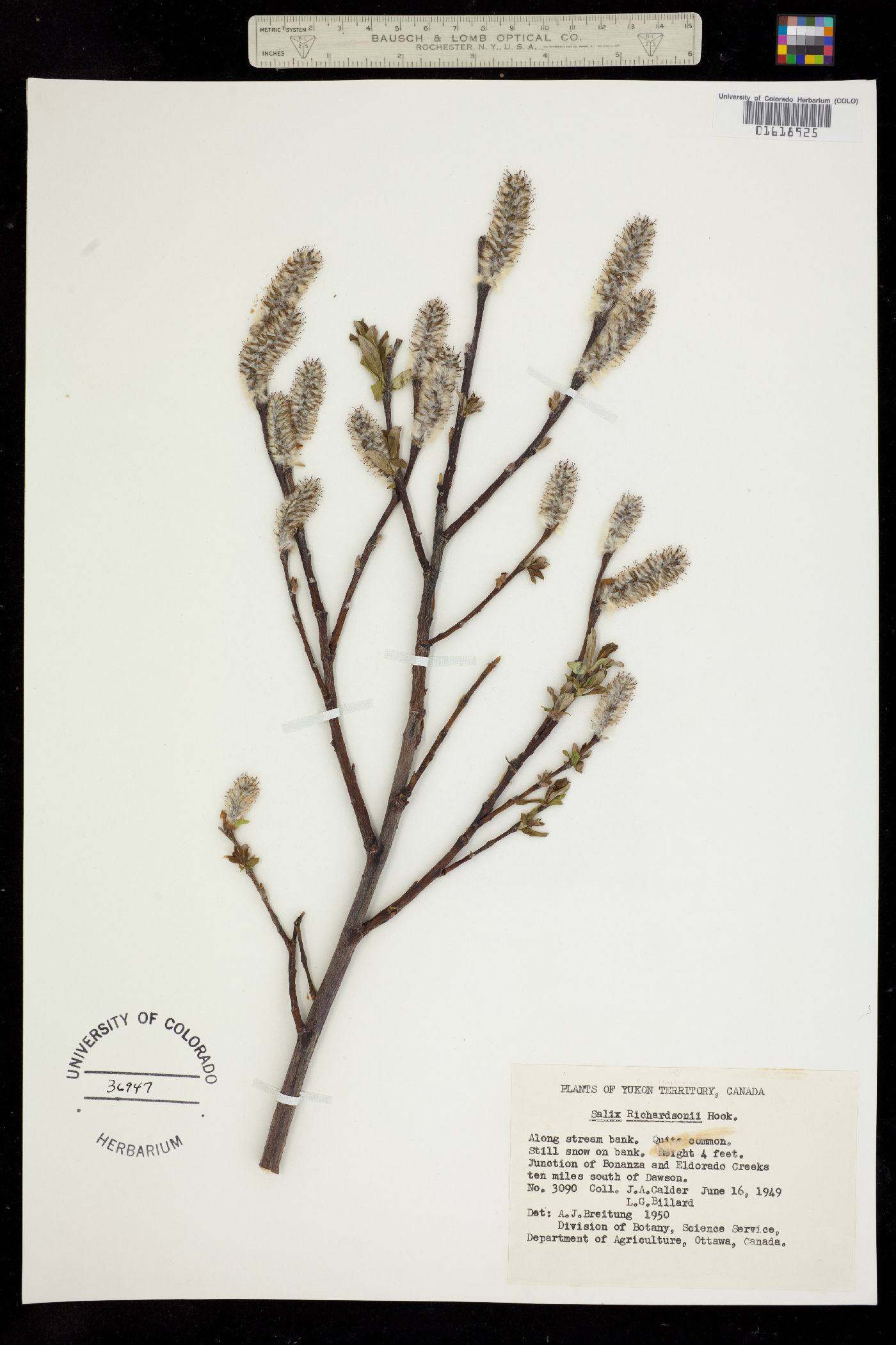 Salix richardsonii image