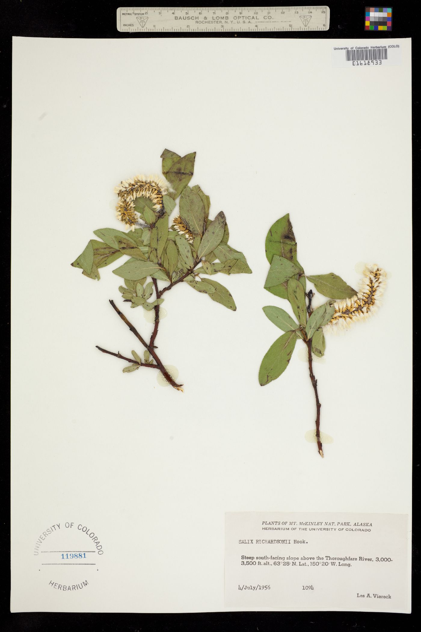 Salix richardsonii image
