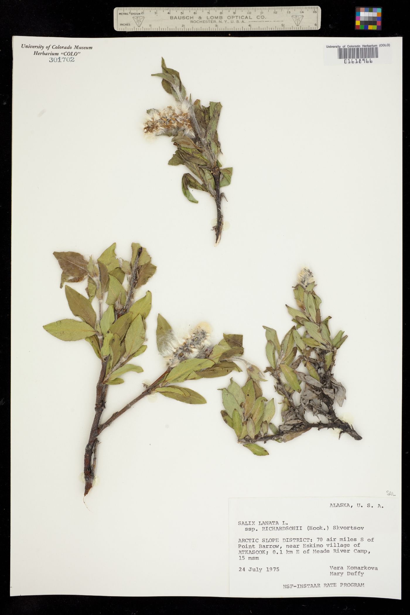 Salix richardsonii image