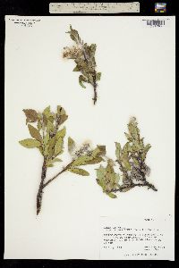 Salix lanata subsp. richardsonii image
