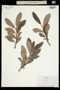 Image of Salix lasiolepis