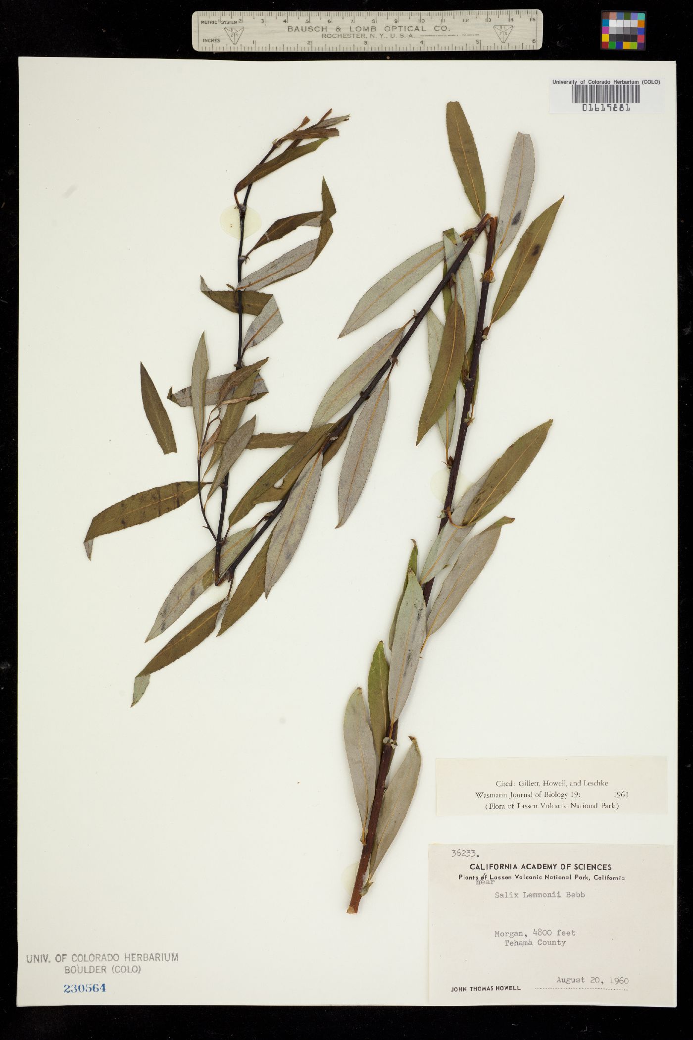 Salix lemmonii image