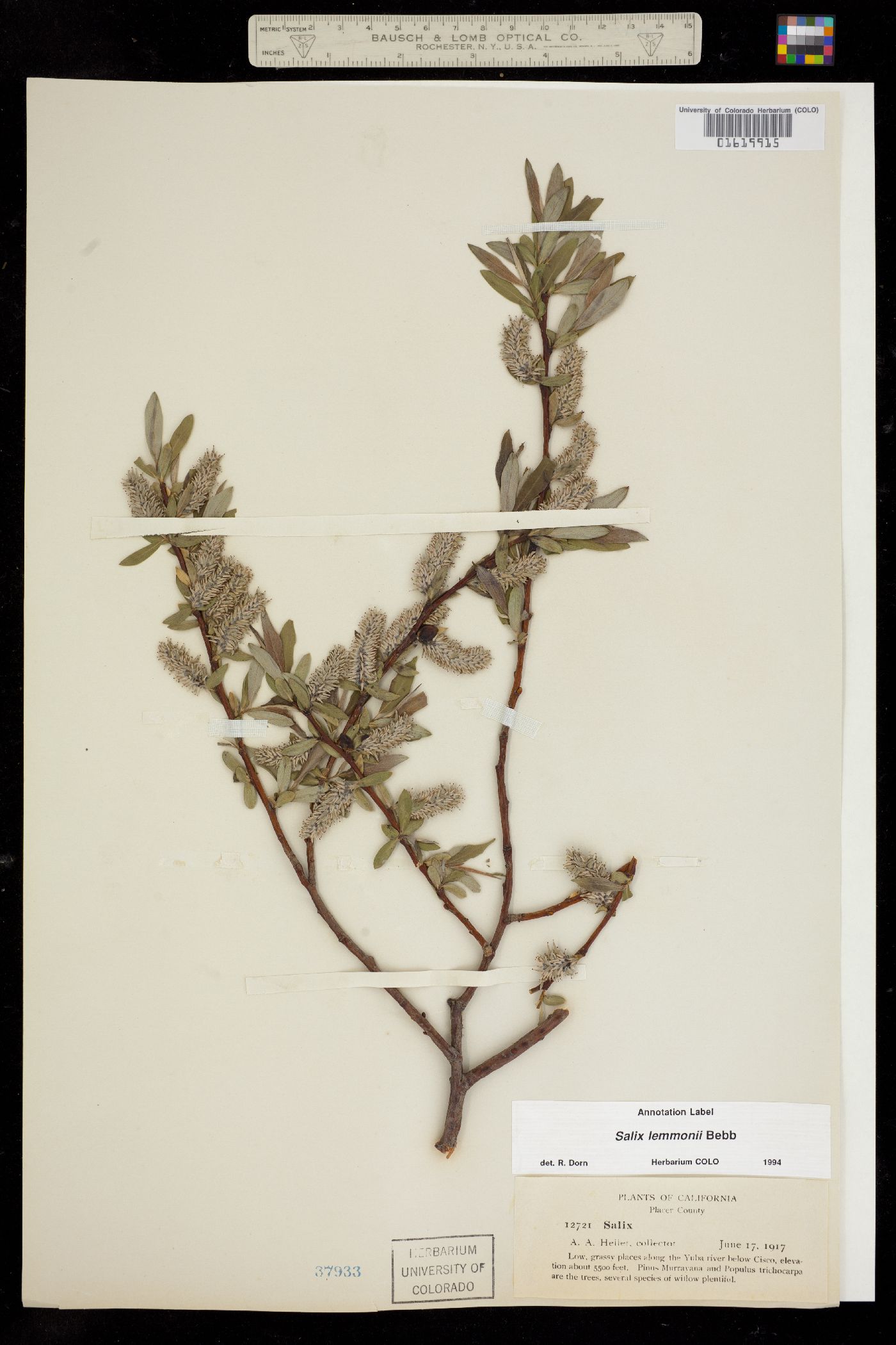 Salix lemmonii image