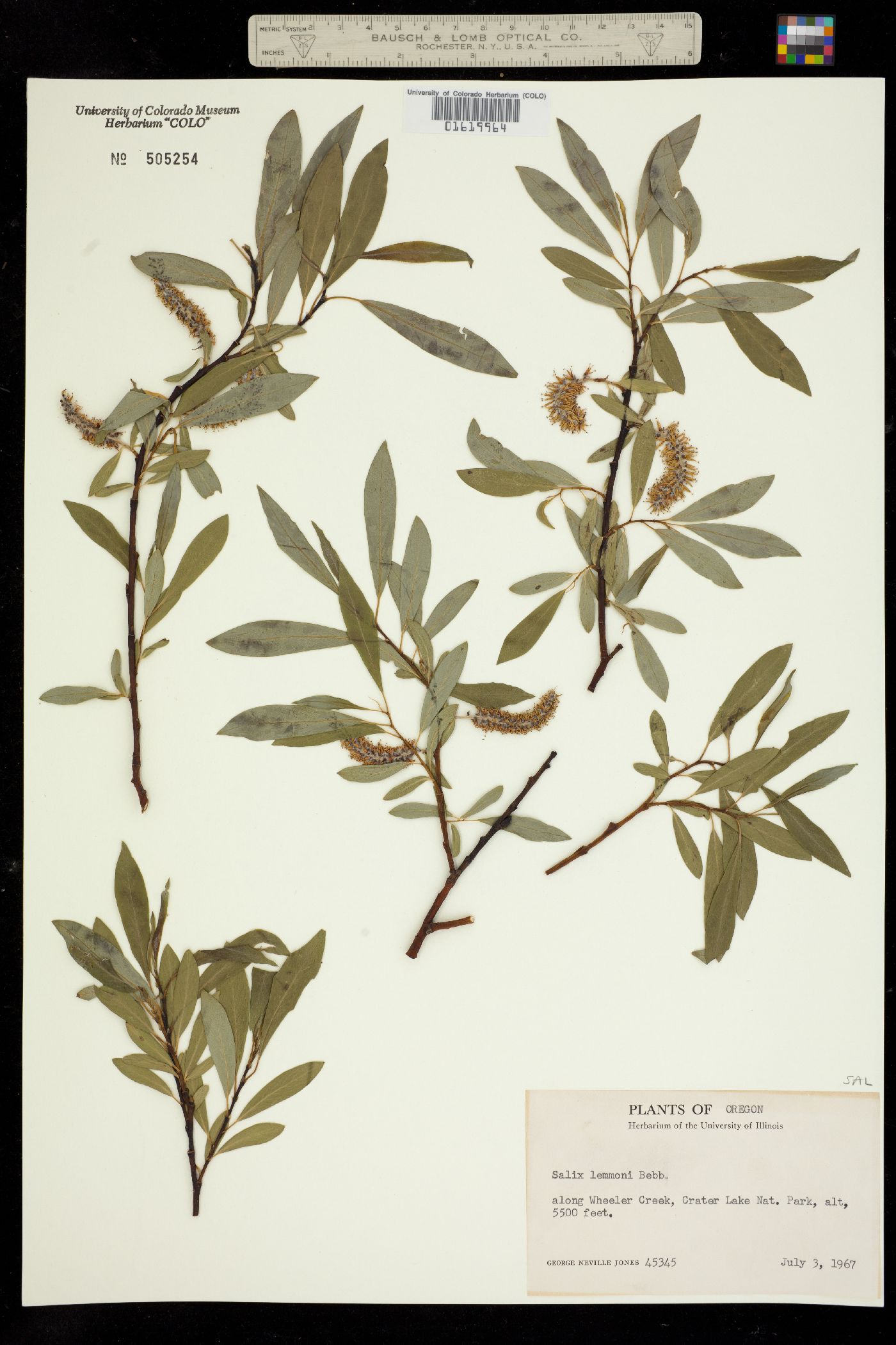 Salix lemmonii image