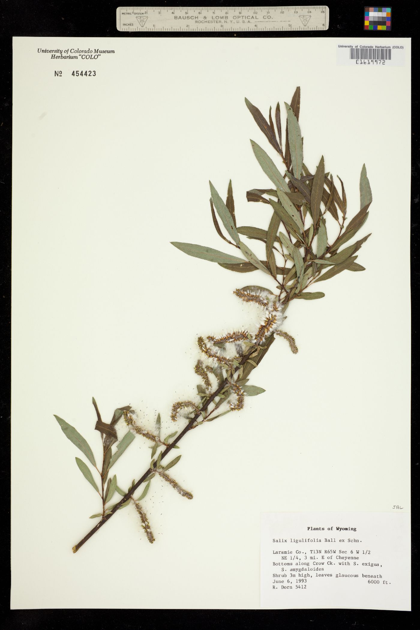 Salicaceae image