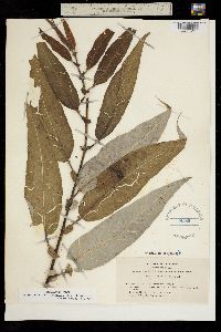 Salix lasiandra var. lasiandra image