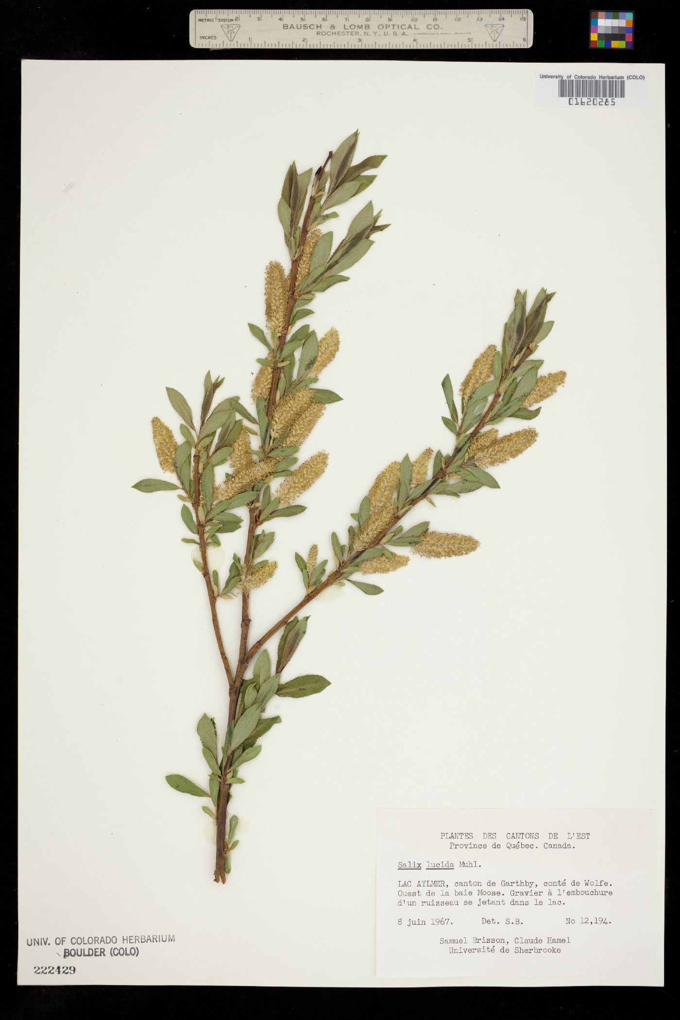 Salix lucida image