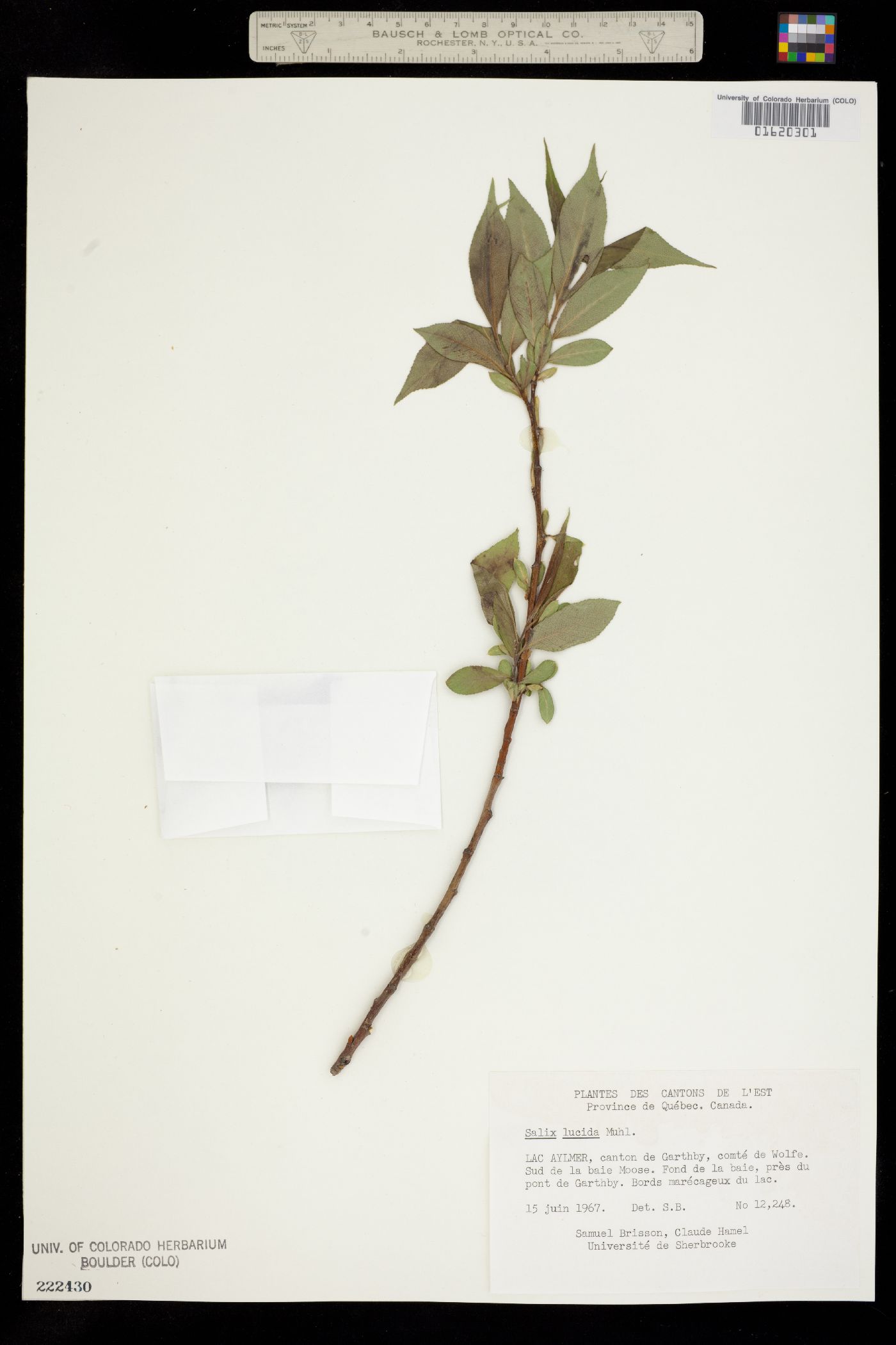 Salix lucida image