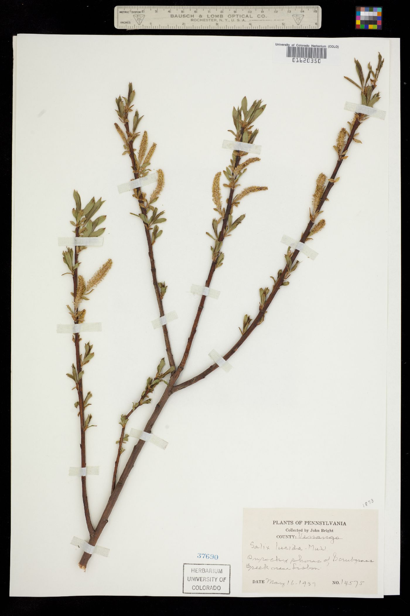 Salix lucida image