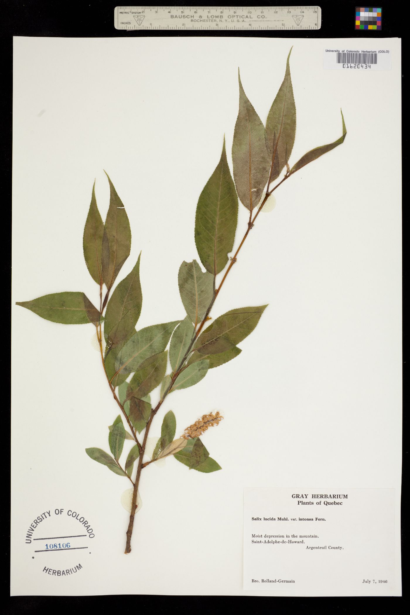 Salix lucida image