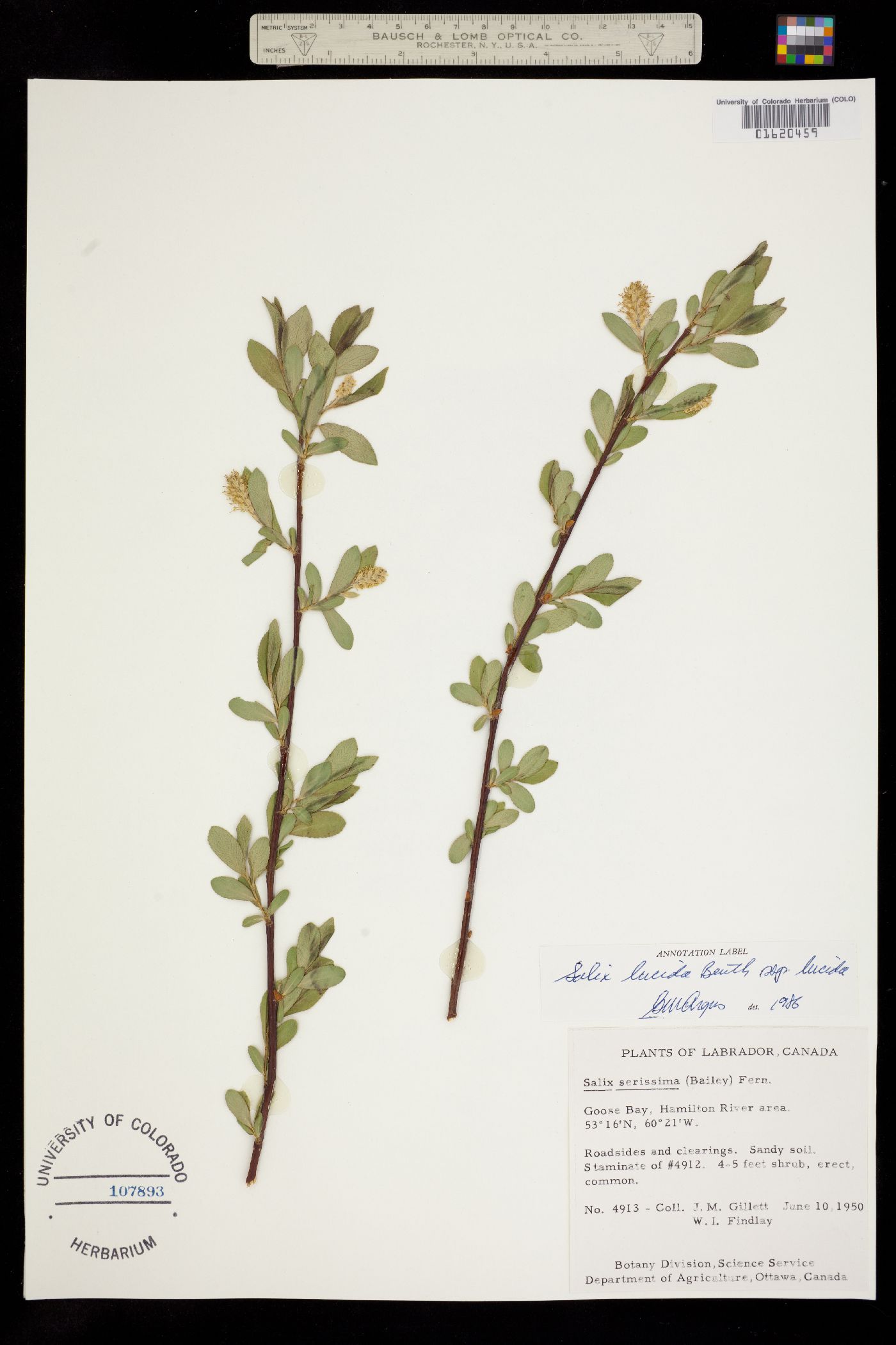 Salix lucida image