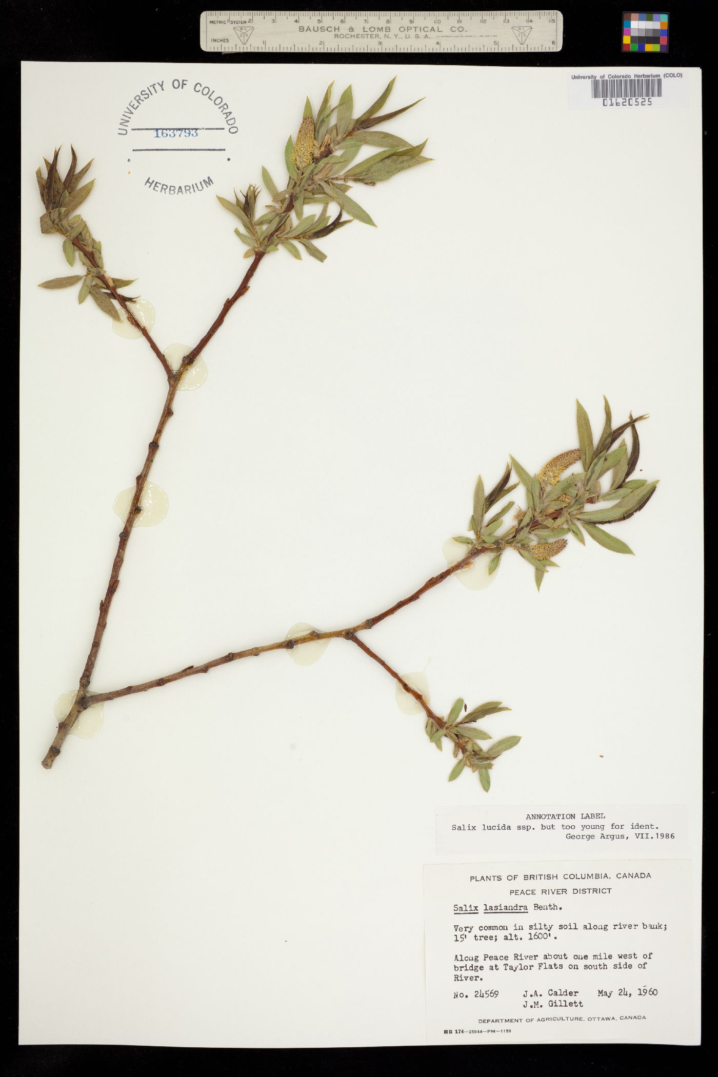 Salix lucida image