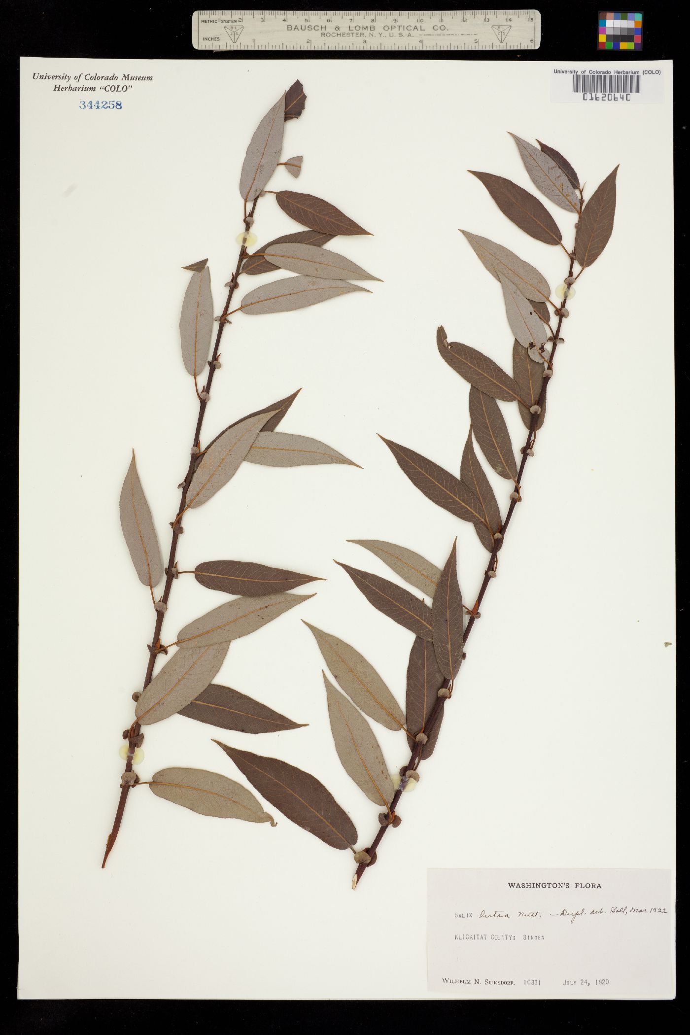 Salix lutea image