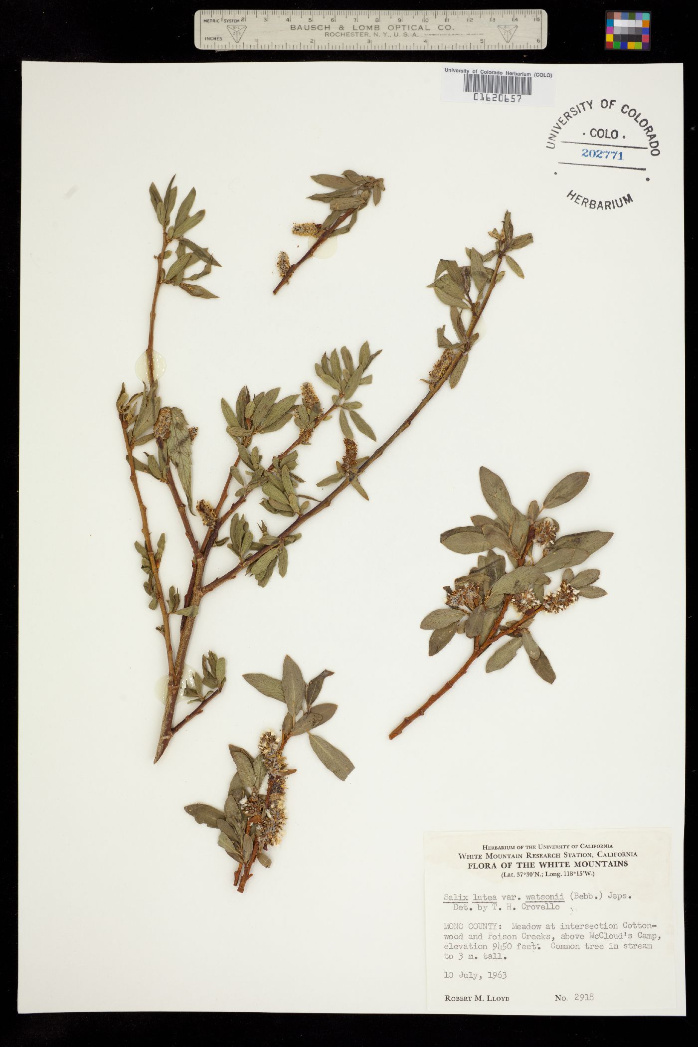 Salix lutea image