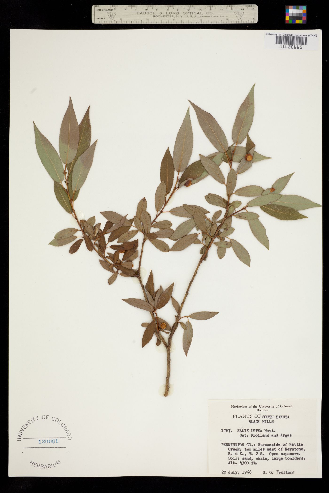 Salix lutea image