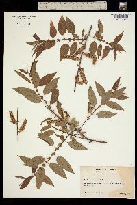 Image of Salix monochroma