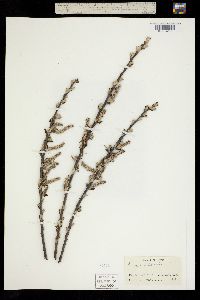 Image of Salix myrtilloides