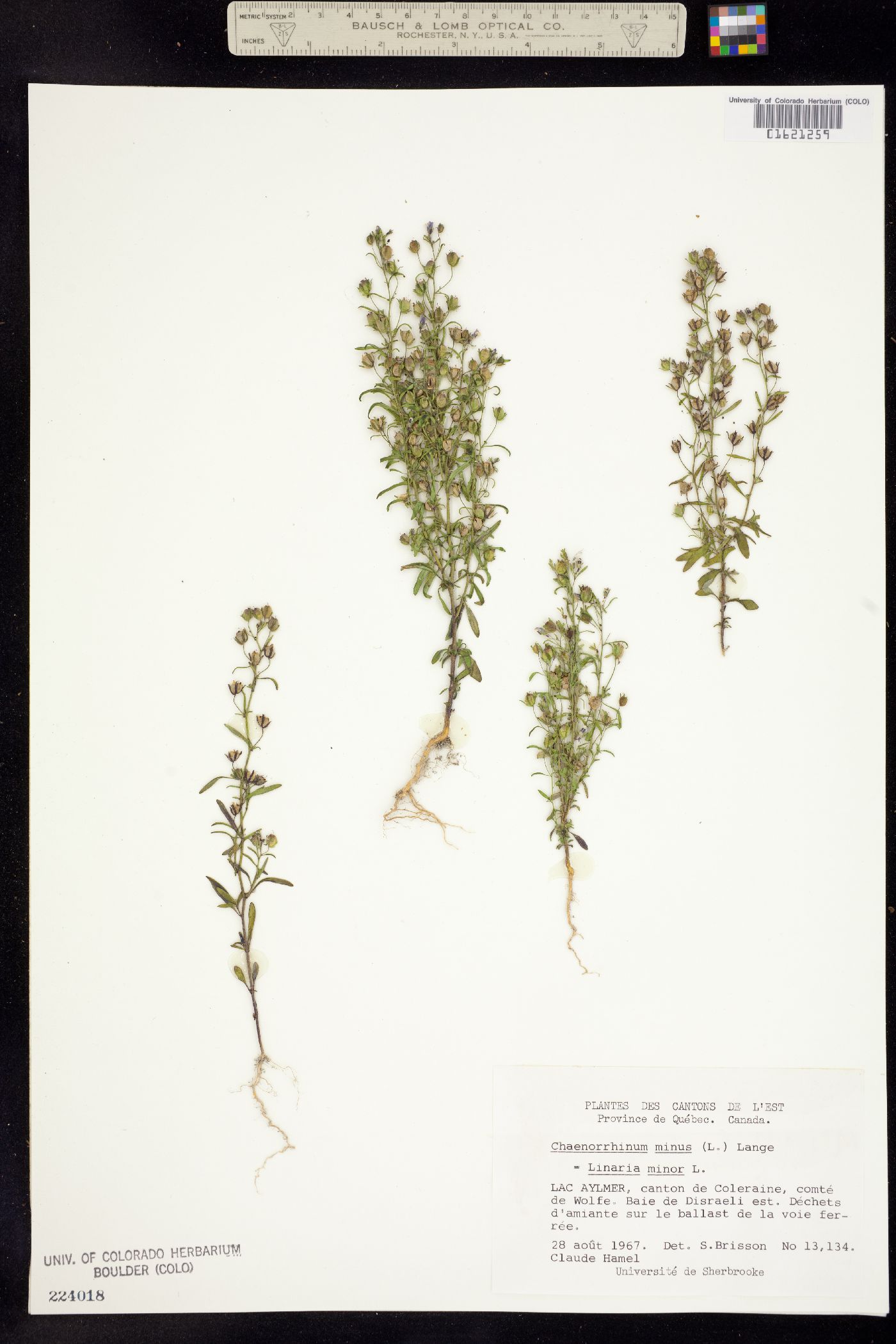Chaenorhinum minus image