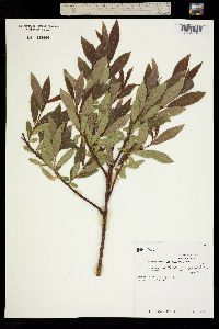 Image of Salix maccalliana