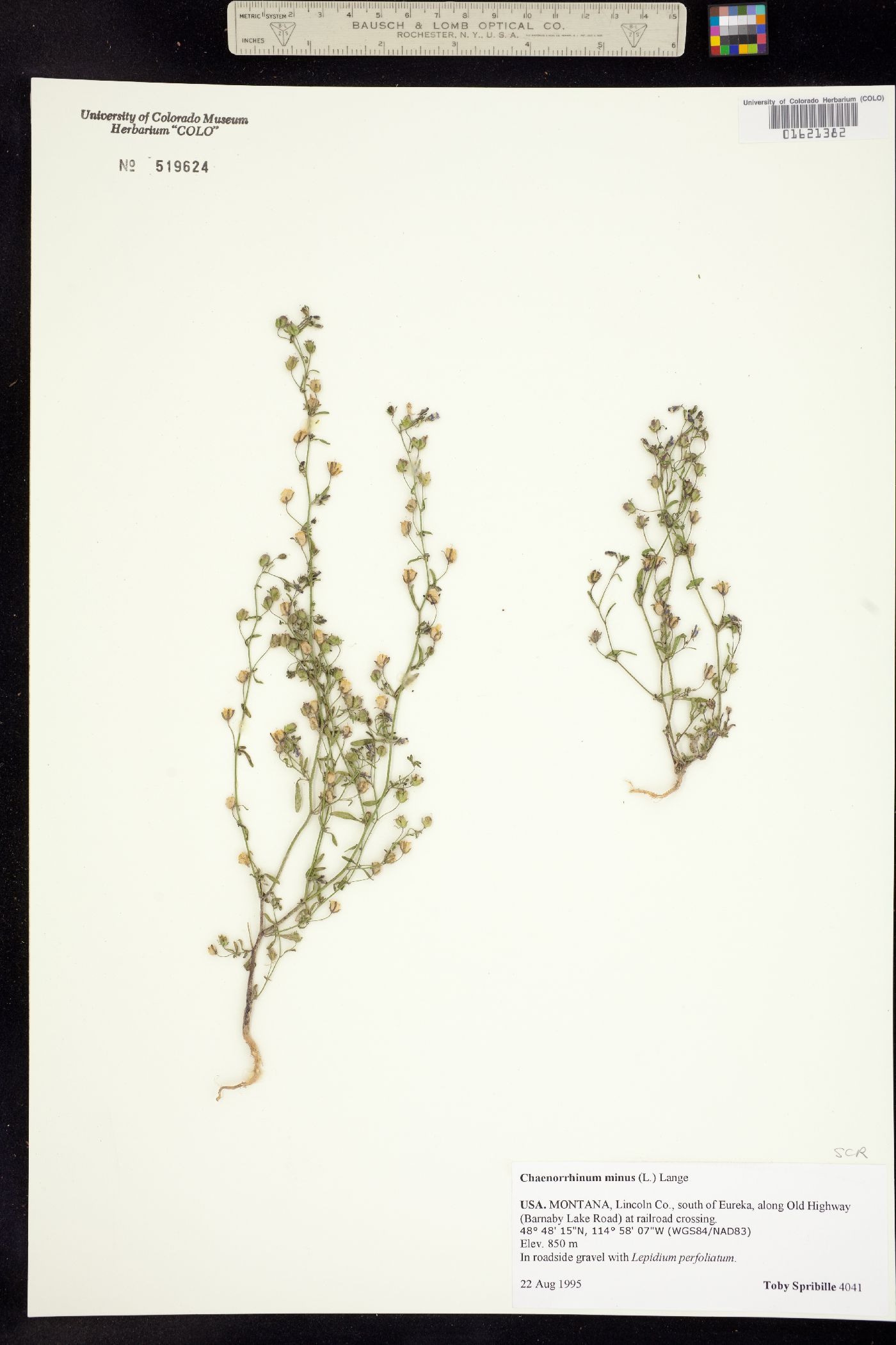 Chaenorhinum minus image