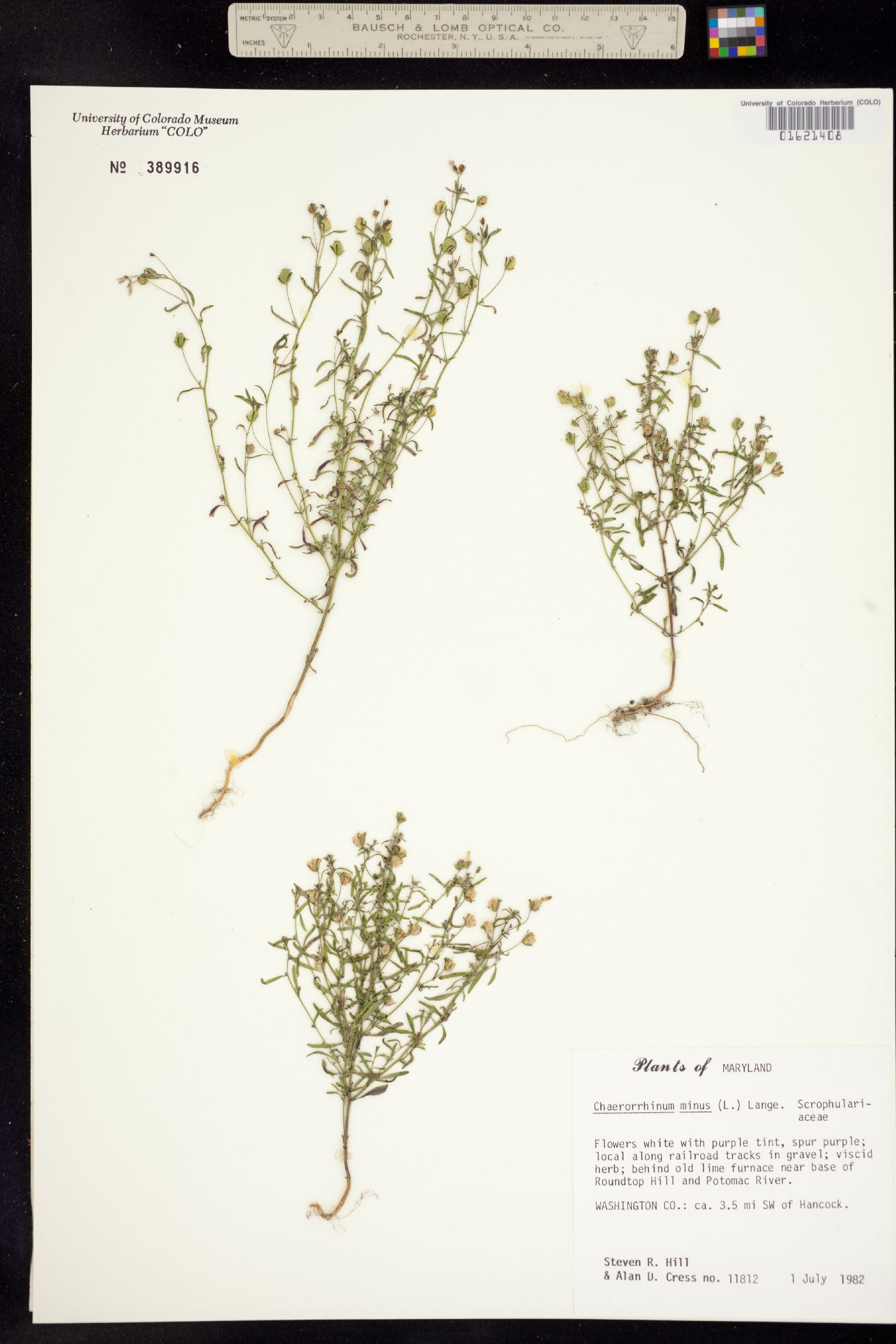 Chaenorhinum image