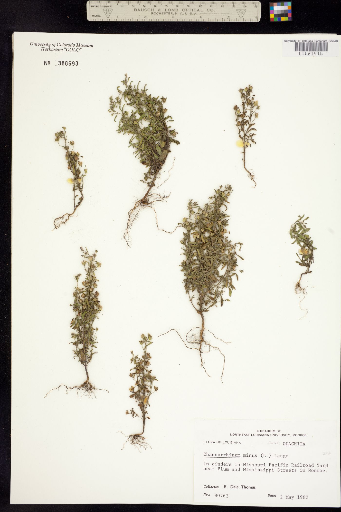 Chaenorhinum minus image