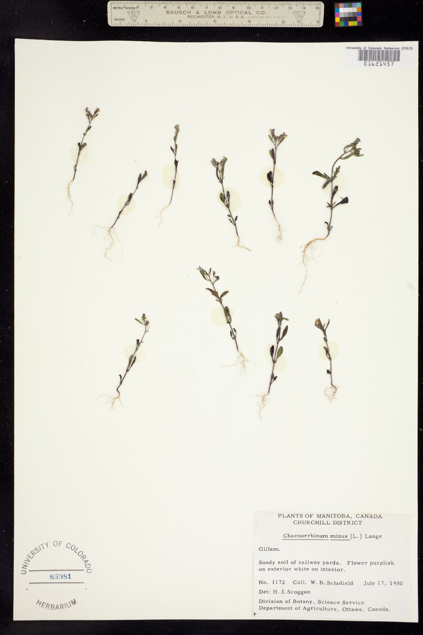 Chaenorhinum minus image