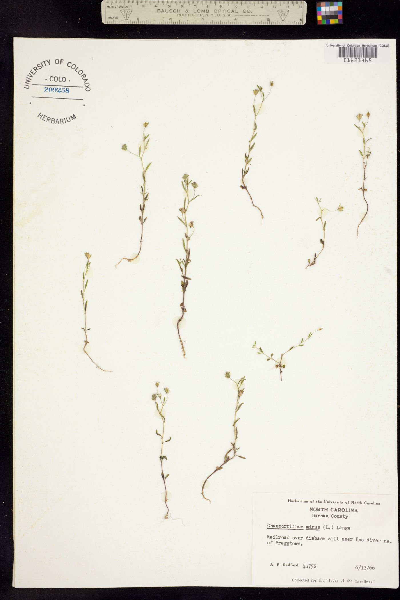Chaenorhinum minus image